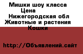 Мишки шоу класса › Цена ­ 10 000 - Нижегородская обл. Животные и растения » Кошки   